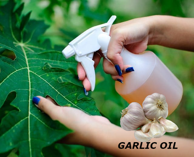 Garlic oil 